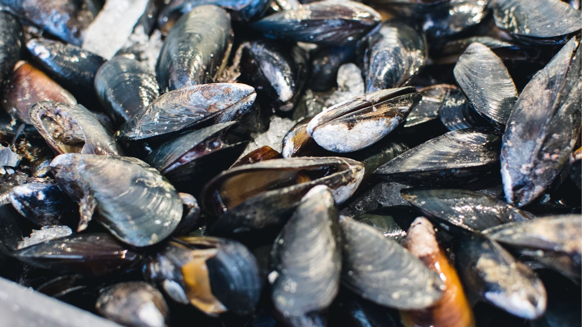 Red tide alert up in 2 more Negros Oriental bays