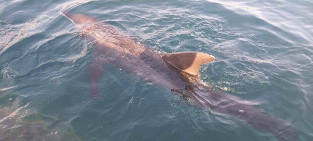 RECOVERING After being stranded in the shallow waters off Pangasinan province multiple times, this male rough-toothed dolphin (Steno bredanensis) named “Hart” has been placed under the care of Ocean Adventure’s facility in Subic Bay Freeport. In this photo taken on Feb. 20, Hart is given round-the-clock attention while his swimming pattern and health status are closely monitored. —OCEAN ADVENTURE