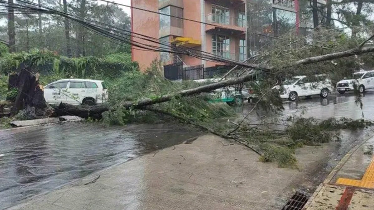 NATURE’SWRATH A fallen tree blocks a street in Baguio City following continuous rains dumped by Typhoon “Carina” on Tuesday. The heavy downpour also caused landslides in the city but no injuries were reported. —PHOTO COURTESY OF BAGUIO PUBLIC INFORMATION OFFICE