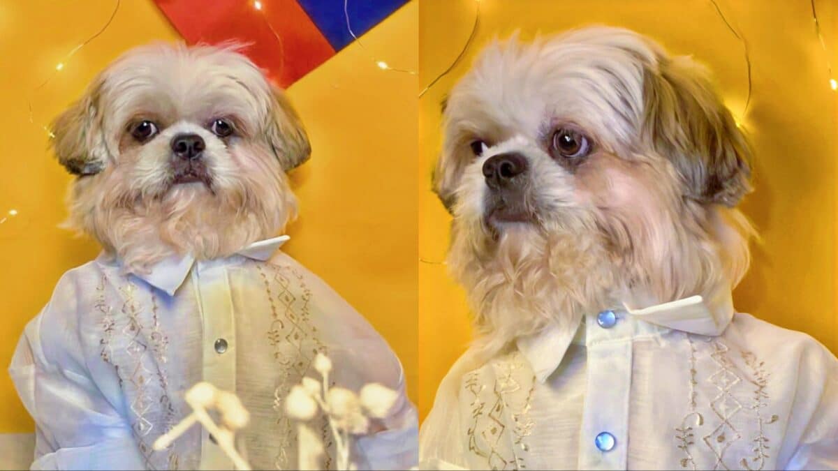 A photo of a Shih Tzu wearing a Barong Tagalog