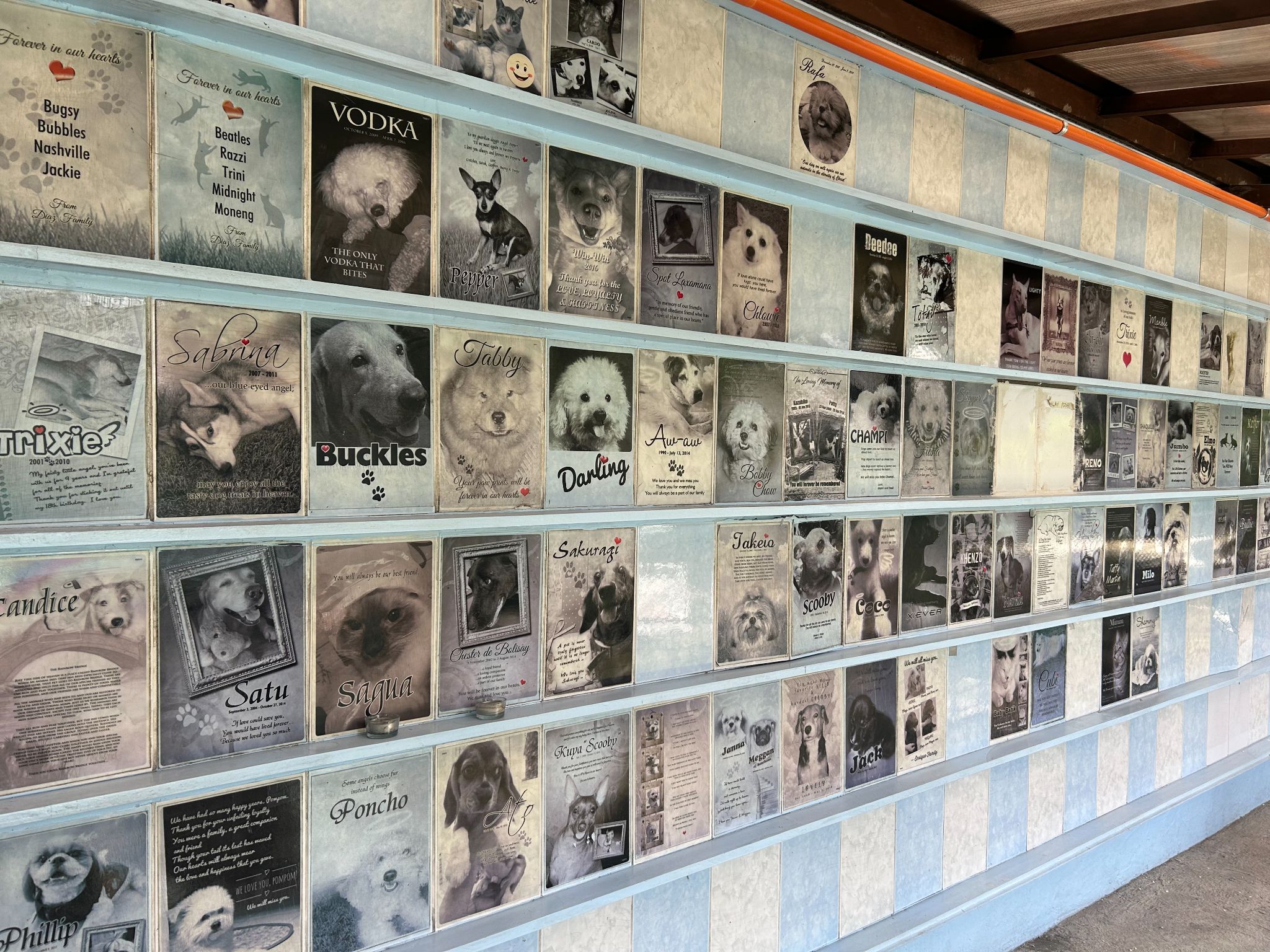 PAWS repairs pet memorial tiles for upcoming Undas